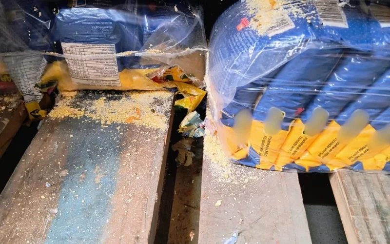 Supermercado é interditado em Fortaleza por infestação de roedores e risco à saúde