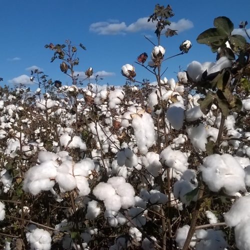 Brasil deve manter destaque no mercado global de algodão em 2026