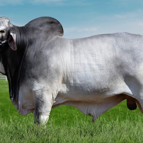 Touro Brahman é recordista no rendimento de carnes nobres no Brasil