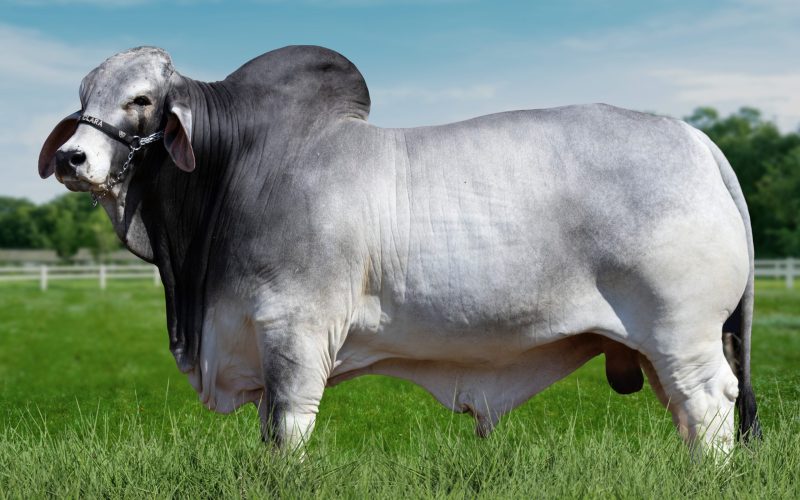 Touro Brahman é recordista no rendimento de carnes nobres no Brasil