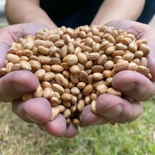 Morre Luiz D’Artagnan de Almeida, o “pai do feijão carioquinha”