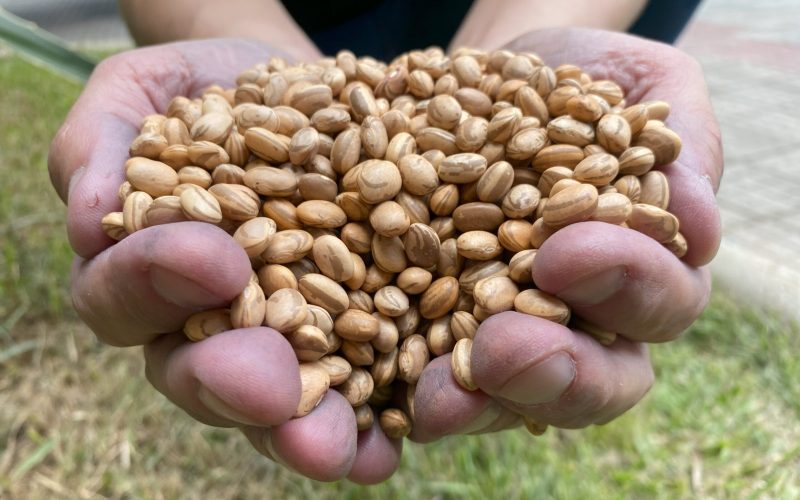 Morre Luiz D’Artagnan de Almeida, o “pai do feijão carioquinha”