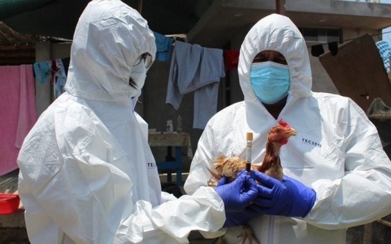 Gripe aviária é perigosa para humanos? Especialistas explicam