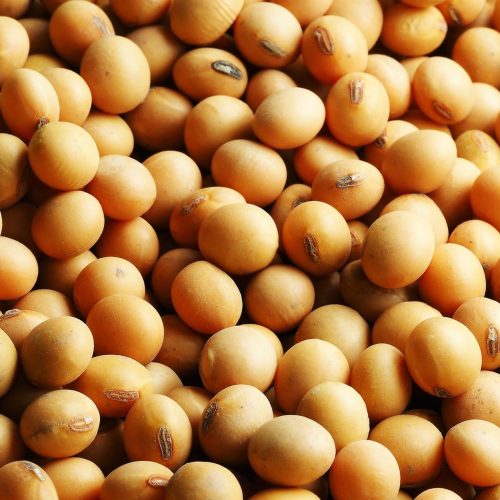 Soja abre o dia em queda na bolsa de Chicago