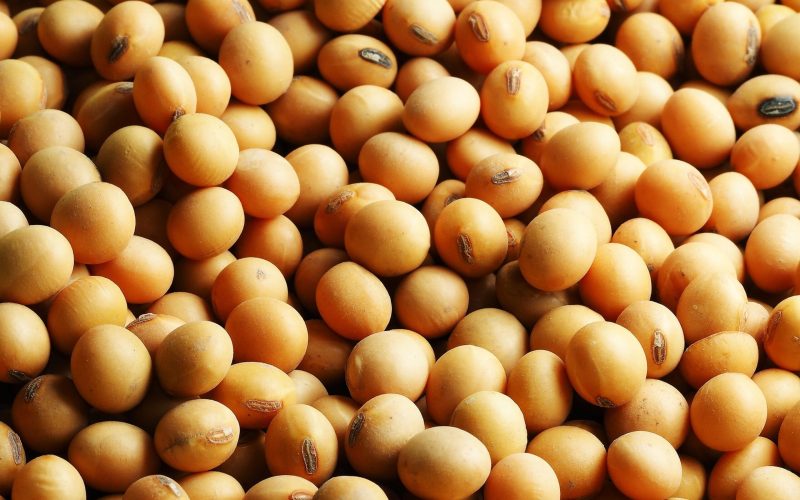 Soja abre o dia em queda na bolsa de Chicago