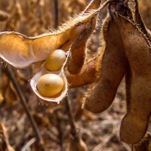 Grãos pouco oscilam em Chicago à espera de novas projeções do USDA