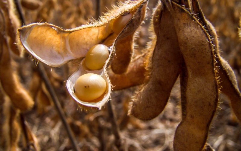 Grãos pouco oscilam em Chicago à espera de novas projeções do USDA