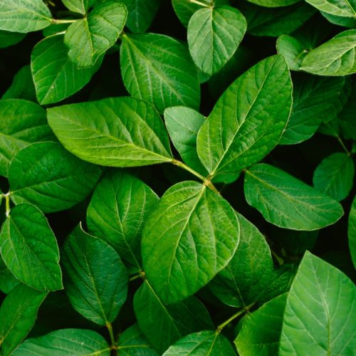 Basf Soluções para Agricultura compra AgBiTech, de biodefensivos