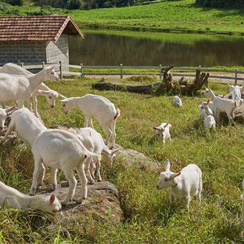Produção de leite de cabra ganha espaço na ‘Roliúde Brasileira’