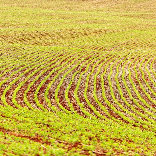 Soja e milho registram leve alta na bolsa de Chicago