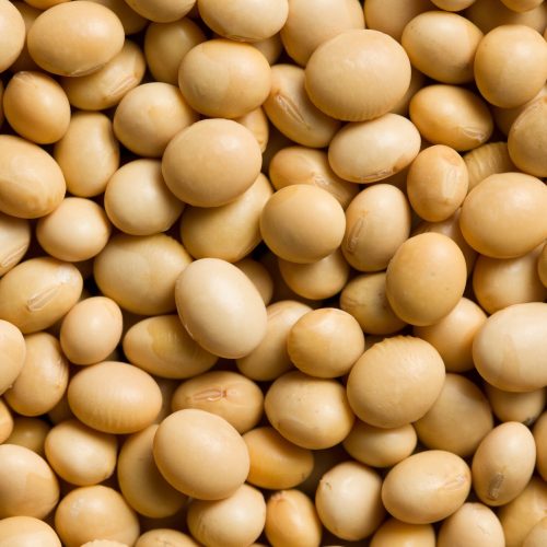 Soja convencional ganha espaço para produção de tofu e shoyu