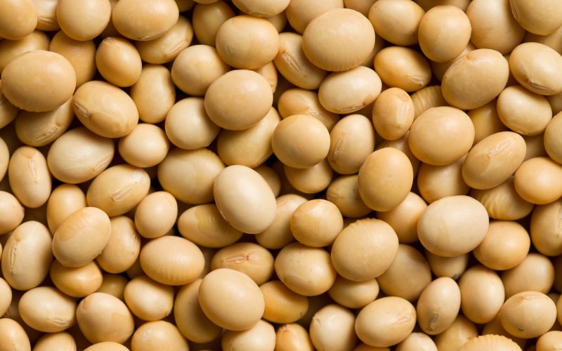 Soja convencional ganha espaço para produção de tofu e shoyu