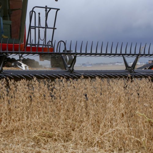 Preço da soja reage após sequência de baixas