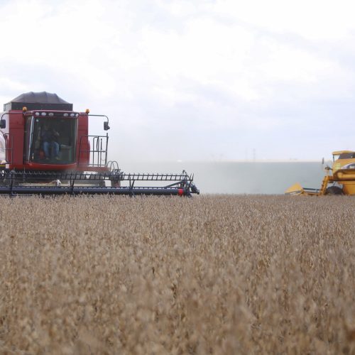 Preço da soja segue em queda no Brasil com andamento da colheita no país