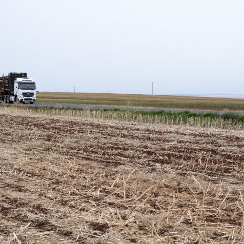 Plantio de soja alcança 5% da área no RS; milho chega a 80%