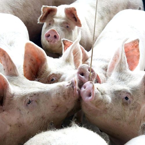 Exportação de carne suína do Brasil bateu novo recorde em 2025