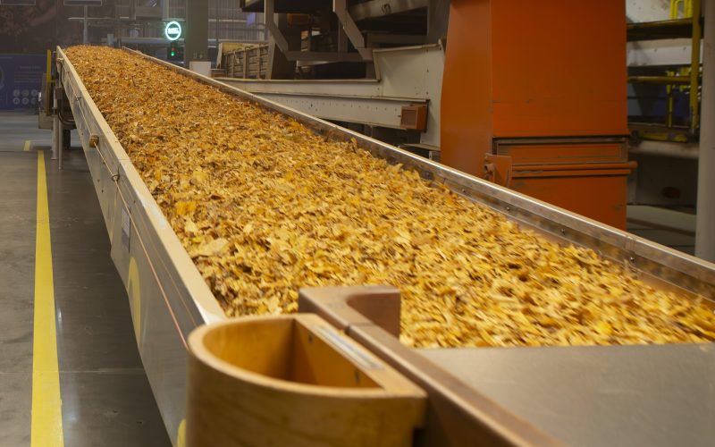 Tarifaço dos EUA só deve impactar exportações do tabaco brasileiro em 2026