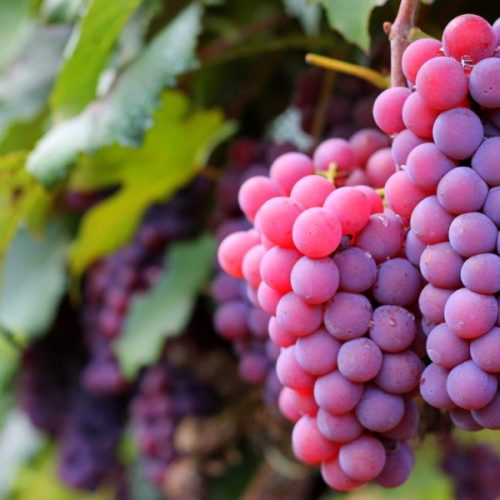 Tarifaço dos EUA: veja quais produtos terão compras públicas simplificadas