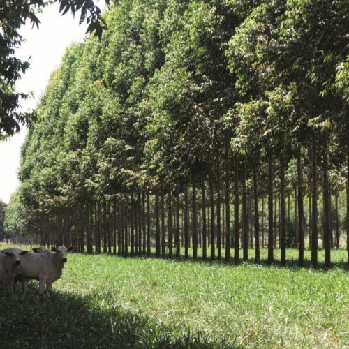 Sem desmatamento e com agro sustentável, Brasil pode zerar emissões até 2040, aponta estudo