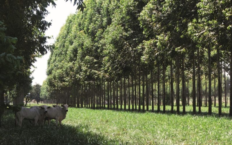 Sem desmatamento e com agro sustentável, Brasil pode zerar emissões até 2040, aponta estudo