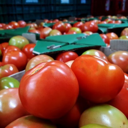 Oferta elevada puxou queda nos preços do tomate em novembro