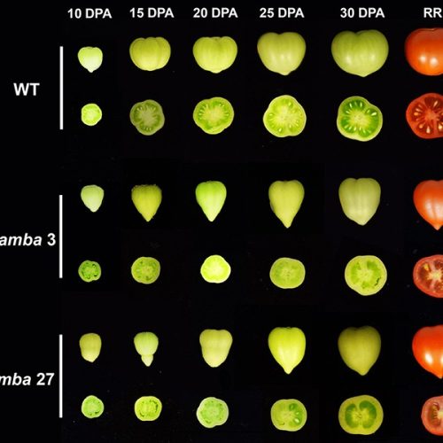 Edição genética em tomate melhora teor de açúcar e compostos antioxidantes
