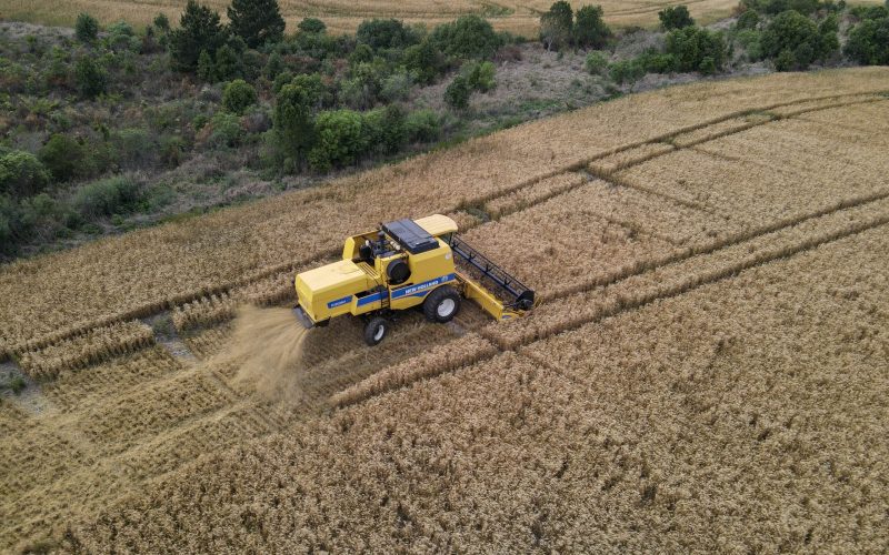 Preço do trigo segue em baixa no Rio Grande do Sul, mas se estabiliza no Paraná