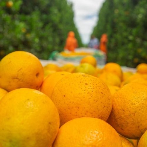 Apesar do tarifaço, mercado mantém negócios das primeiras laranjas da safra 2025/26