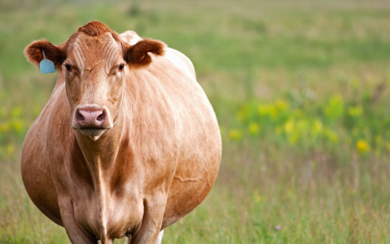 Empresa cria bafômetro que funciona como teste de gravidez para vacas