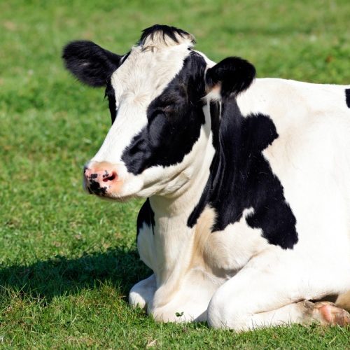 Você sabia que as vacas têm sotaque? Entenda