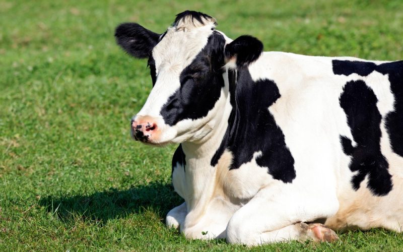 Você sabia que as vacas têm sotaque? Entenda