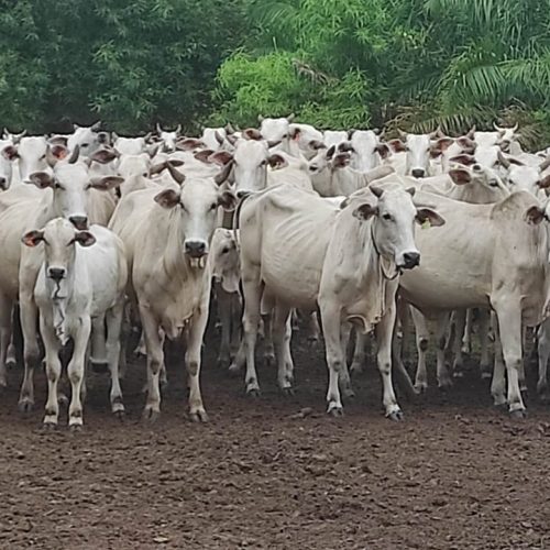 Mercado do boi gordo termina semana com preços estáveis e poucos negócios