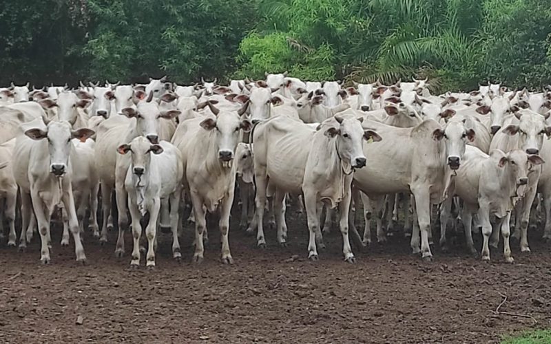 Mercado do boi gordo termina semana com preços estáveis e poucos negócios