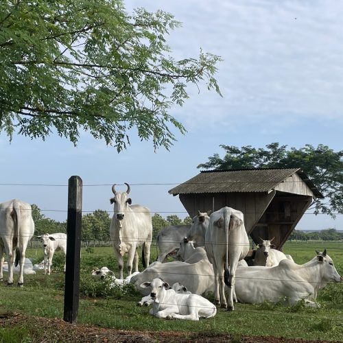 Preço do boi gordo encerra janeiro em alta em São Paulo