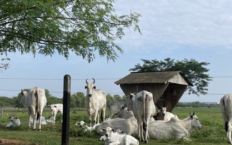 Preço do boi gordo encerra janeiro em alta em São Paulo