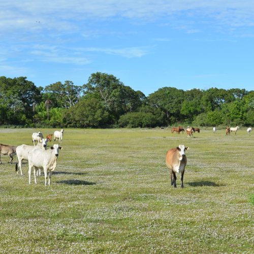 Abate de gado orgânico e sustentável de MS registrou crescimento de 12% em 2025