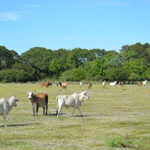 Cresce a produção de carne orgânica no Pantanal; ouça o comentário