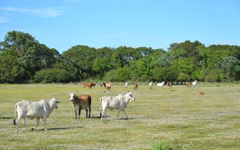 Cresce a produção de carne orgânica no Pantanal; ouça o comentário