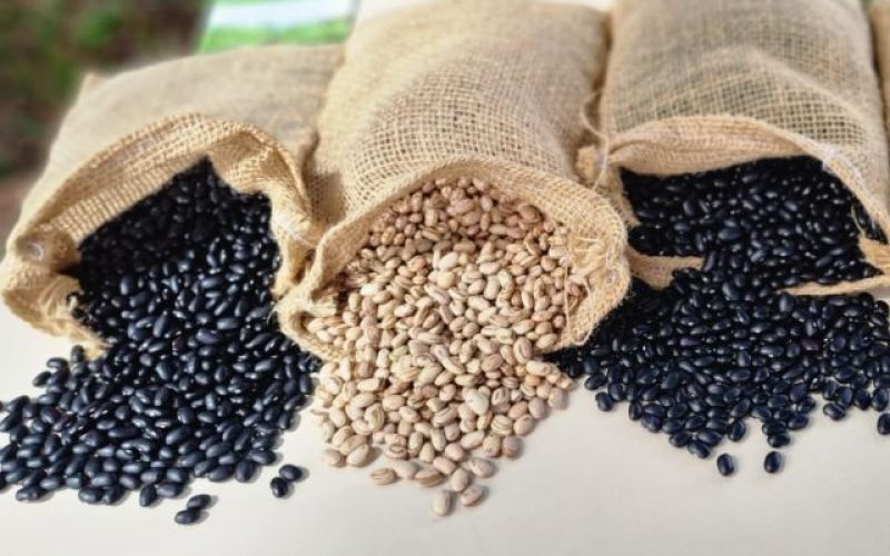 Exportações de feijão bateram recorde em outubro