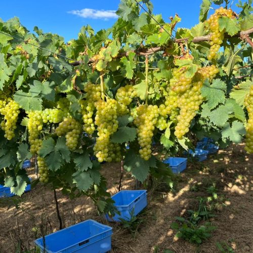 Uvas moscato impulsionam mercado brasileiro de espumantes