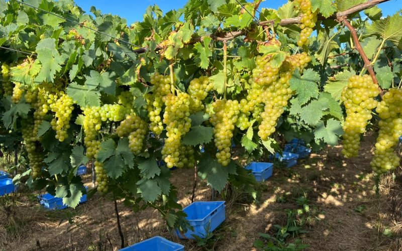 Uvas moscato impulsionam mercado brasileiro de espumantes