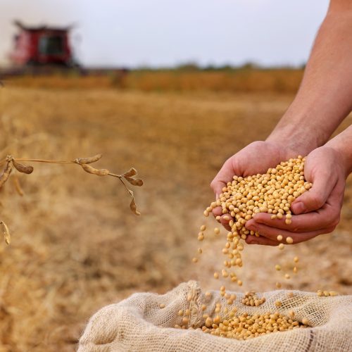 Parlamentares querem investigar apoio ‘formal’ do governo à Moratória da Soja