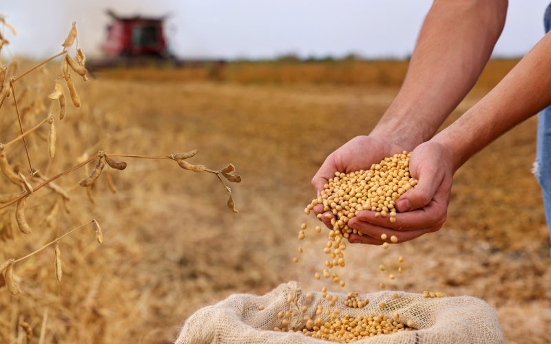 Soja, milho e trigo fecham praticamente estáveis em Chicago