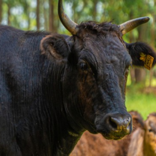 Raça Wagyu cresce no Brasil em busca do mercado de carnes nobres