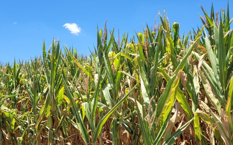 Fazendas executadas vão para Fiagro no Santander