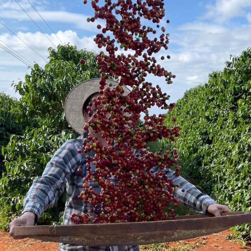 Otimismo com safra de café no Brasil puxa queda no preço em NY