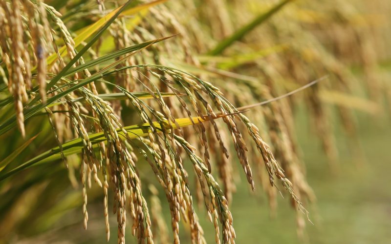 Devido à queda no preço, produtor deve reduzir área com arroz na próxima safra