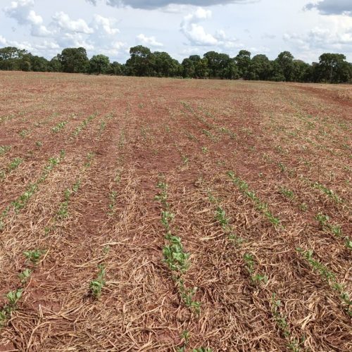 Pequenos produtores atendidos pelo Proagro reclamam de restrições