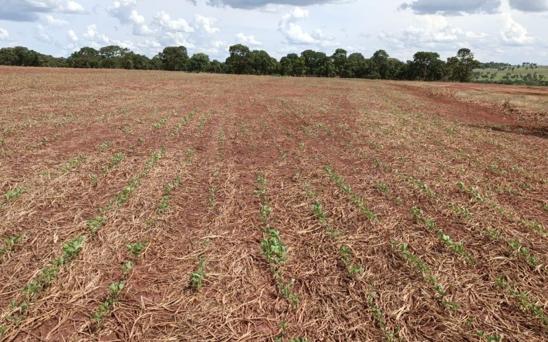 Pequenos produtores atendidos pelo Proagro reclamam de restrições