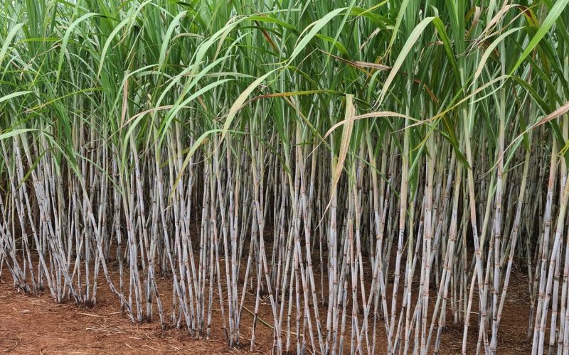 Brasilagro registrou prejuízo líquido de R$ 64 milhões no primeiro trimestre da safra 2025/26